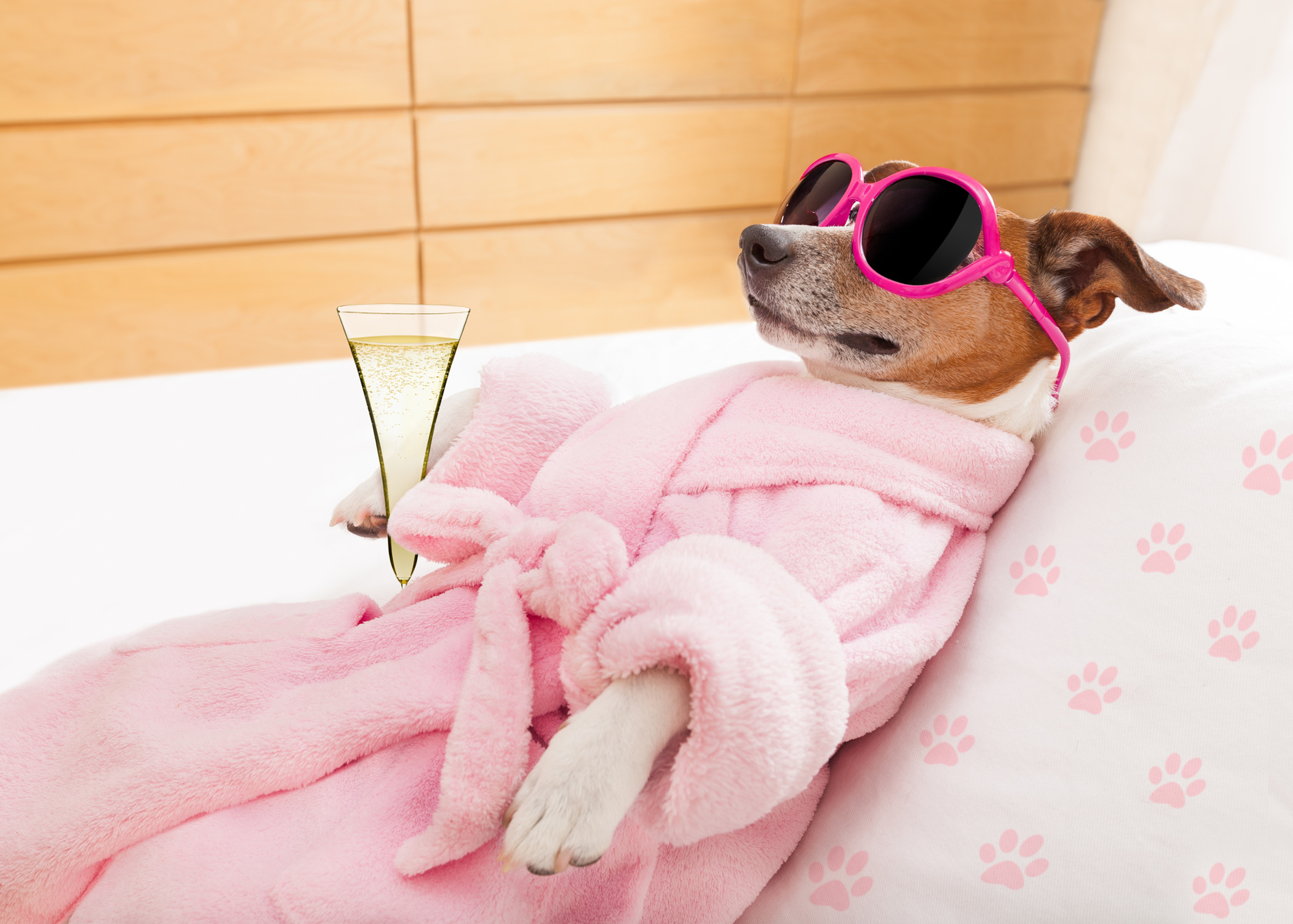 Relax Spa Wellness Dog